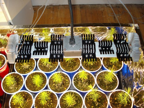 Custom LED assembly - growing spruce seedlings