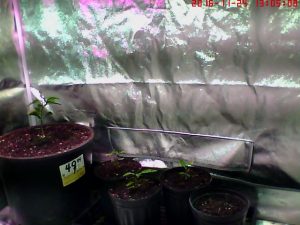 DCS-933L grow tent
