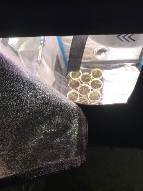 Opulent 36x24x53 grow tent - peeling back the velcro cover and viewing plants through the window